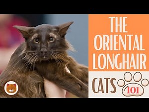 🐱 Cats 101 🐱 ORIENTAL LONGHAIR CAT - Top Cat Facts about the ORIENTAL LO