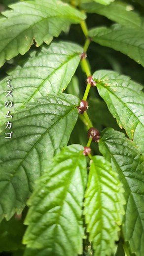 ミズのムカゴ畑とその料理法