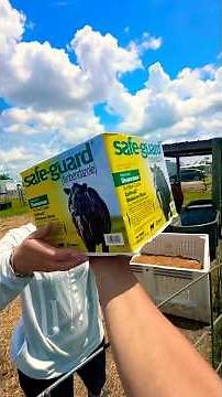 Part 2 week 2 safeguard cattle dewormer blocks given every 3 months with @YeroStockFarm subscribe