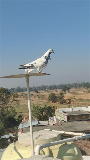 high flyer Pigeon #trending #pigeon #bird #kabootar #kabutar #pigeonbird #shorts