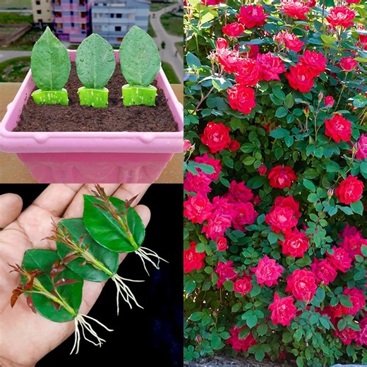 16K views · 218 reactions | How to grow rose tree at home from rose leaves || Best & easy method for home gardening | Dian Creative | Facebook