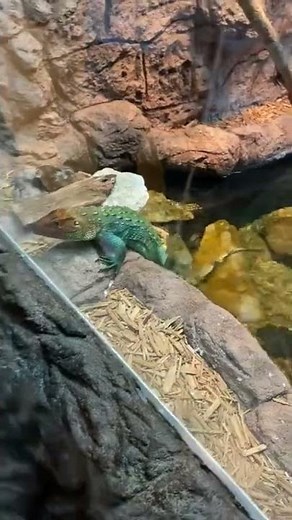 Caiman lizard Aquarium