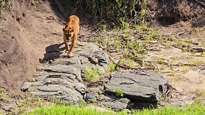 16K views · 348 reactions | Fig tree pride lioness | Maurice Tirason Tira | Facebook