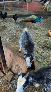 11K views · 98 reactions | Jalan2 kat Selangor Fruit Valley…banyak aktiviti yg menarik boleh buat kat sini bersama keluarga 殺殺 #kakimakanmalaya #supportlocal #selangor #selangorfruitvalley #tourismselangor | Kaki Makan Malaya | Facebook