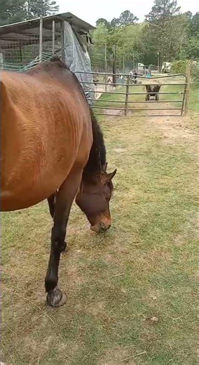 First Time Out On Grass This Year! #horses4life #horse #horsegirl