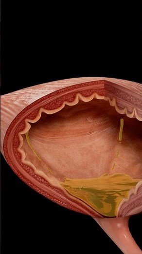 How the Urinary System Functions | Complete Anatomy