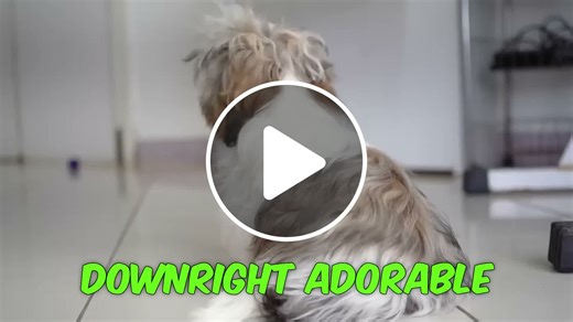 20 Smallest and Cutest Dog Breeds in the World -  - NewsBreak