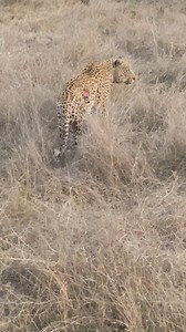 There’s always a lot of talk about who’s the biggest. Leopards, Lions, Elephants, you name it. This was, to this day, the biggest leopard I had ever seen. This was on the S30 about 2 years ago. An enormous cat. With that said I have not seen some of the more famous big leopards in Kruger or Greater Kruger so I don’t really have a reference point. Share your biggest leopard sighting. Would be interesting to see what people come up with. #leopard #safari #kruger #krugernationalpark #wildlife | Phi