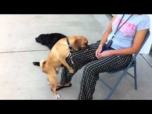 Dog humping my gf leg