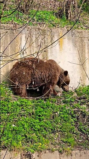 Bears, Parks, and Swiss Delights: A Day at Bern Bear Park