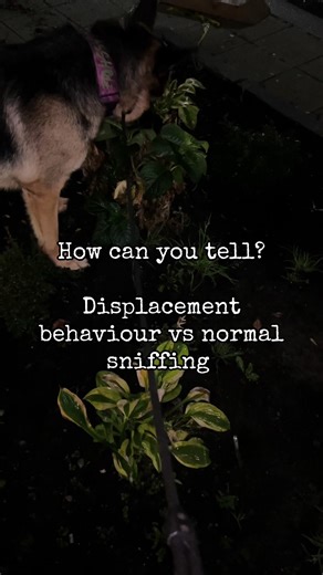 Understanding Dog Behavior: Normal Sniffing vs Displacement