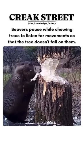 Tony Baker on Instagram: "🦫 🌴 👂🏾"