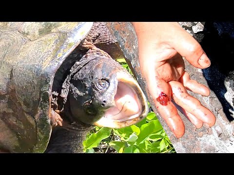 Snapping Turtle Are They Dangerous? Biting facts.