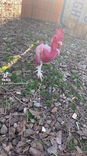 Reupload since TikTok decided this was “Violence”. Smh. #fypシ #jaybird #CorollaCrossStep #tiktok #fypage #foryoupage #fyp #chicken