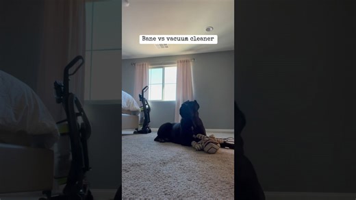 My dog has finally overcome his fear of the vacuum cleaner