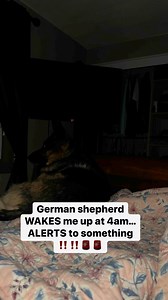 LOW GROWL is NEVER GOOD!! #germanshepherd #germanshepherdpuppy #germanshepherdsofinstagram #gsd #gsdpuppy #reels #reelsviralシ | Zeus and Luna
