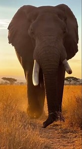 A Giant Elephant Walks Toward the Camera 🐘 | Majestic Wildlife Moment in 4K