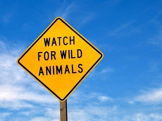 FWC Announces New Way To Report Gopher Tortoise Sightings