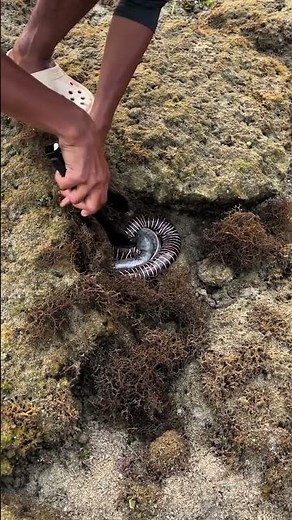 Snake-Like Sea Monster Found Inside Rock 😱 | Shocking Ocean Discovery!