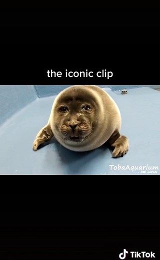 finally made a vid on my fav seal ever!! 🤍 this is Niko, u probably recognise him from memes xD he’s a baikal seal from toba aquarium 🦭 Most of these clips are from when he was a pup, but Niko is 2 years old now 😁 i think he’s incredibly cute! here are some facts about his species: these seals are native to lake baikal in Siberia, they are also called ‘nerpa’. Baikal seals are particularly unique as they are the only exclusively freshwater species of seal! they have rather large eyes as lakes