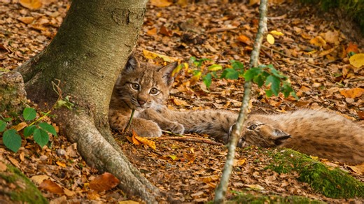 I never expected to see lynx cubs up close