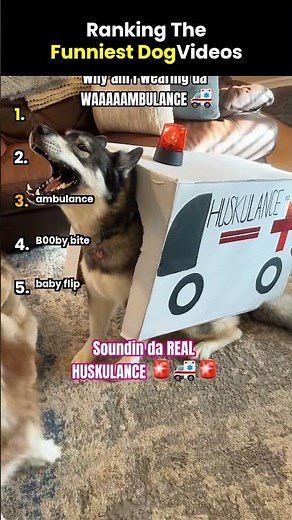 RANKING THE FUNNIEST DOG VIDEOS PART 6 😂🐶