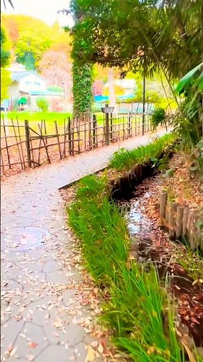 お鷹の道：国分寺の名水を感じる秋散策。歴史ある静かな水路沿いで、水の音と秋の光に癒やされるひと時🌿 Autumn Walk: Otaka-no-michi.