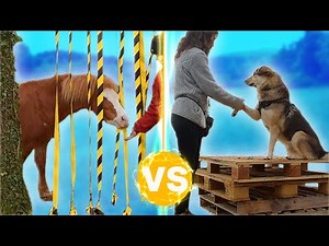 PONEY VS CHIENS VS MULE : DÉFI MOUNTAIN TRAIL