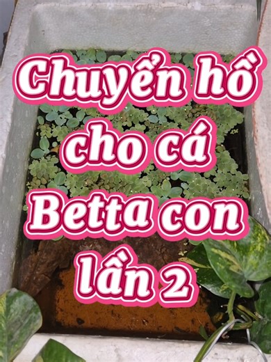 Bữa nay đổi hồ lớn hơn cho tụi Betta con, mình mới coi lại mấy bé này đẻ ngày 2/2, hôm nay là được 23 ngày tuổi nhé. bữa giờ lộn hoài #bettafish #betta #bettavietnam #ca #nuoica
