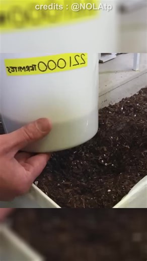 Simulasi Serangan Rayap: Waspada Sebelum Terlambat