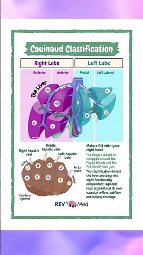 Liver Segments