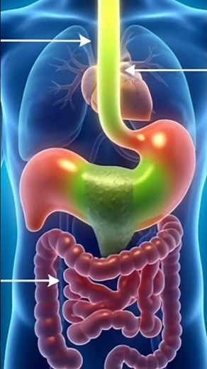 Gut Health Explained: How Your Digestive System Really Works | 3D Medical Animation