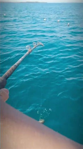 Nice Cod caught in Atlantic Canada #fishing #outdoors #canada #cod #boat #charterboat #shorts #viral