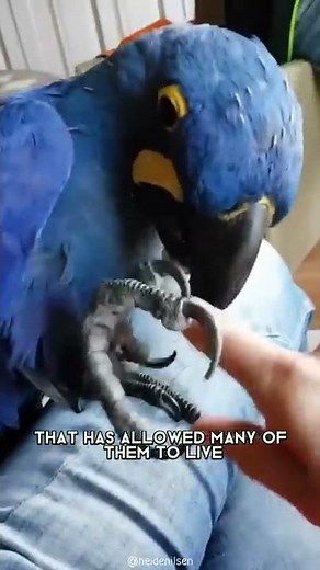 Hyacinth Macaw 🦜 One Of The Most Beautiful Parrots In The World #shorts
