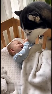 Good morning doggy😍🐶 #talkingparrot #birds #dogs #funnyanimals #cuteanimals #pets #comedyreels #reel #animallover | Talk Or Squawk