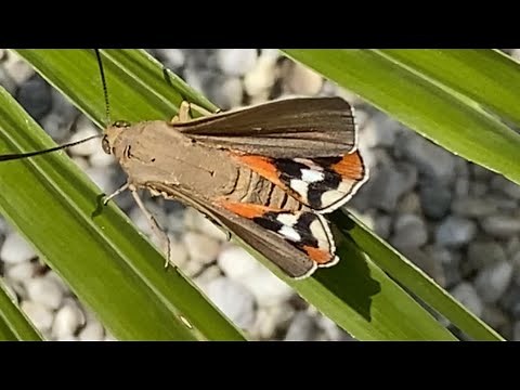 Espèce invasive le papillon tueur de Palmier