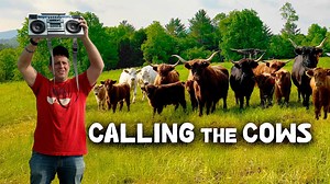 Weird Farm Hacks: How Music Can Call Cattle Home