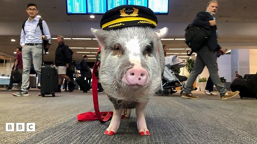Therapy animals: From dogs to pigs - what are emotional support animals?
