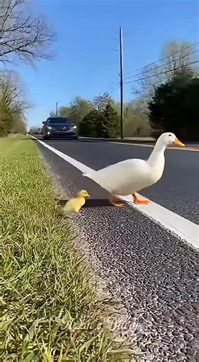 Baby Duck Sits By Deceased Mother: A Heartfelt Tale