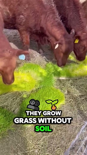 Russia Winter Farming Hack #russia #uniquefacts #informative