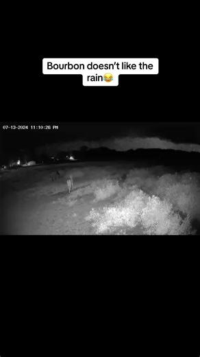 Mr Bourbon does NOT like the rain 🤣🤣 #splash #splashwhite #aqhafoal #colt #foryoupage #fyp #storms #rain #bigbaby