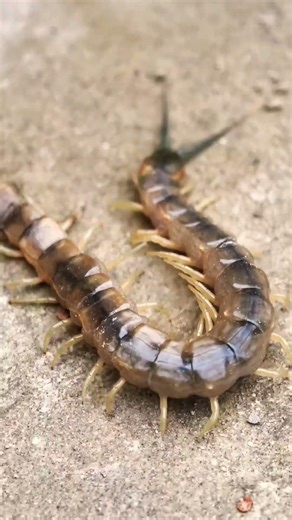 Centipedes vs. Millipedes Centipede: One pair of legs per segment, fast, predatory, venomous