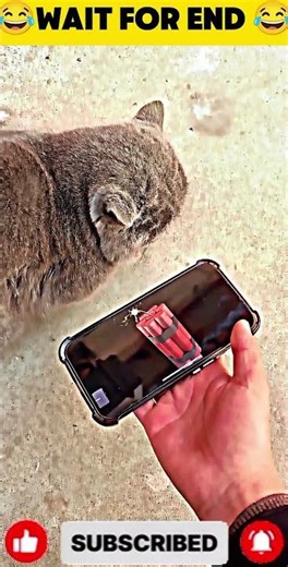 #cat #funny #viral #video