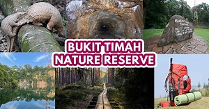 Bukit Timah Nature Reserve - The insider's guide to Singapore's best green escape