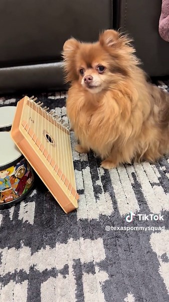 Adorable Pomeranian Showcases Talented Tricks