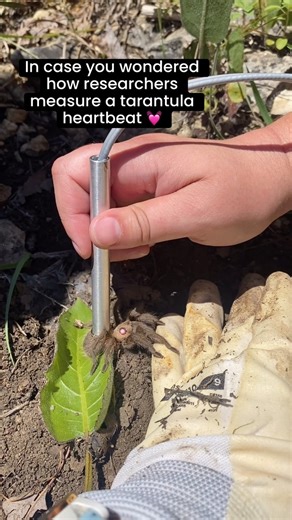 Missouri tarantulas are fascinating inhabitants of glades in our state, although they are often unfairly feared or illegally collected or disturbed. Tarantulas are impressively long-lived for an invertebrate. They do not reach breeding maturity until 8 years old, and females can live to be over 20 years old. We have a lot to learn about how to conserve this important and charismatic species. Do they migrate? Do they move burrows? How stressed do they get when human visitors flip rocks? MDC’s par