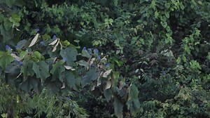 Blue-headed Parrot Pionus menstruus Orellana, Ecuador 🇪🇨 | North Africa Parrot Services