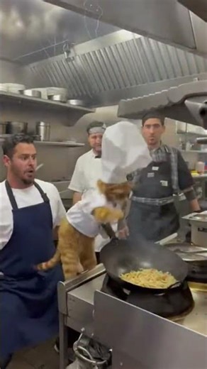 Chef Cat Goes Too Far… Kitchen Staff Give Up 😂🐱🔥