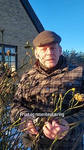 Kan man beskære sine buskroser i hård frost og sne?🥶😱✂️🌹 Ved den sidste beskæringsvideo i december var der flere der efterfølgende spurgte om det kunne gøres hvis der var sne og hård frost. Svaret er ja 😊 Så nu laver vi en test sammen. Her er det den store David Austin rose ” Lichfield Angel”😍🌹 der står lige ved indgangen til rosenhaven, 1,7 meter høj og næsten lige så bred💪🌹. Normalt klipper jeg ikke i buskroser, de nusses kun, men for at vise Jer det klipper jeg den ca. 1/3 del ned her