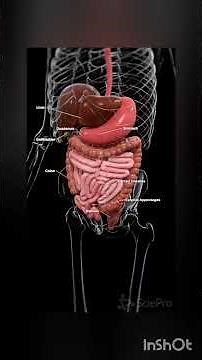 “Inside the Organ: A Complete Look at Its Internal Anatomy”